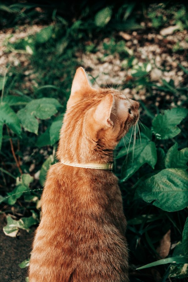 Comment découvrir les plus beaux jardins japonais à Kyoto sans frais d'entrée ?